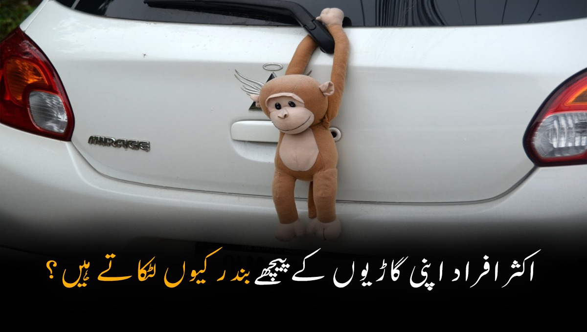 اکثر افراد اپنی گاڑیوں کے پیچھے بندر کیوں لٹکاتے ہیں؟ جانیں ایسی وجہ جو آپ نے پہلے کبھی نہیں سُنی ہو گی
