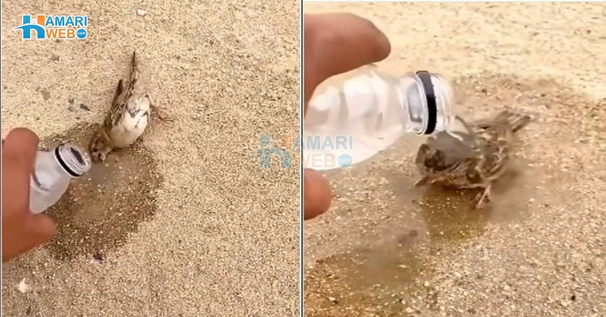 زندگی کی امید ختم ہورہی تھی لیکن ۔۔ دم توڑتی چڑیا کو دوبارہ زندہ رکھنے کی دل چھو لینے والی سحر انگیز ویڈیو