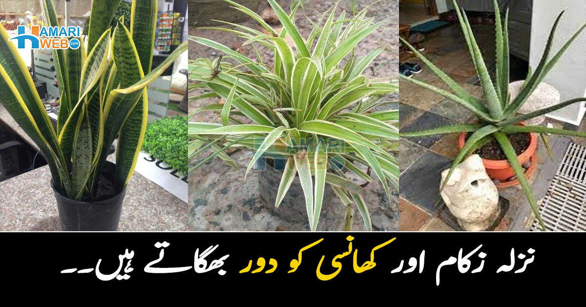 نزلہ زکام اور کھانسی کو دور بھگاتے ہیں۔۔ سردی کی بیماریوں سے بچانے میں مددگار چند پودے 