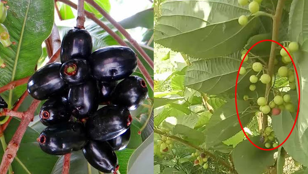 چند ماہ میں پھل نکل آئے گا.. موسم کے پھلوں کو گھر میں اگانے کے آسان طریقے جن سے آپ بھی ہزاروں روپے کی بچت کرسکتے ہیں