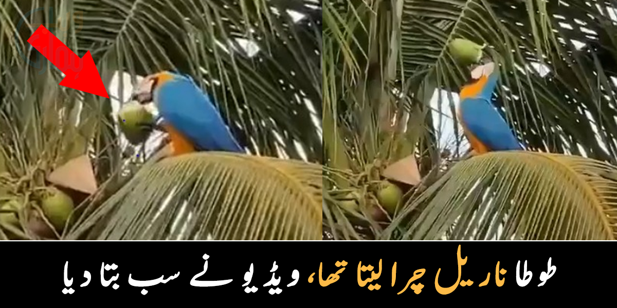 ناریل کے درخت کا مالک حیران رہ گیا ۔۔ دیکھیے عقلمند طوطا چھپ کر ناریل کے پانی کا مزاح کس طرح لے رہا تھا؟