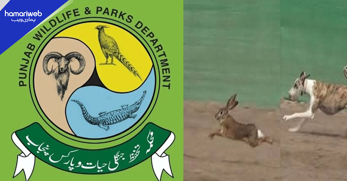 پنجاب میں کتوں کے ذریعے خرگوش کے شکار پر مقدمہ درج
