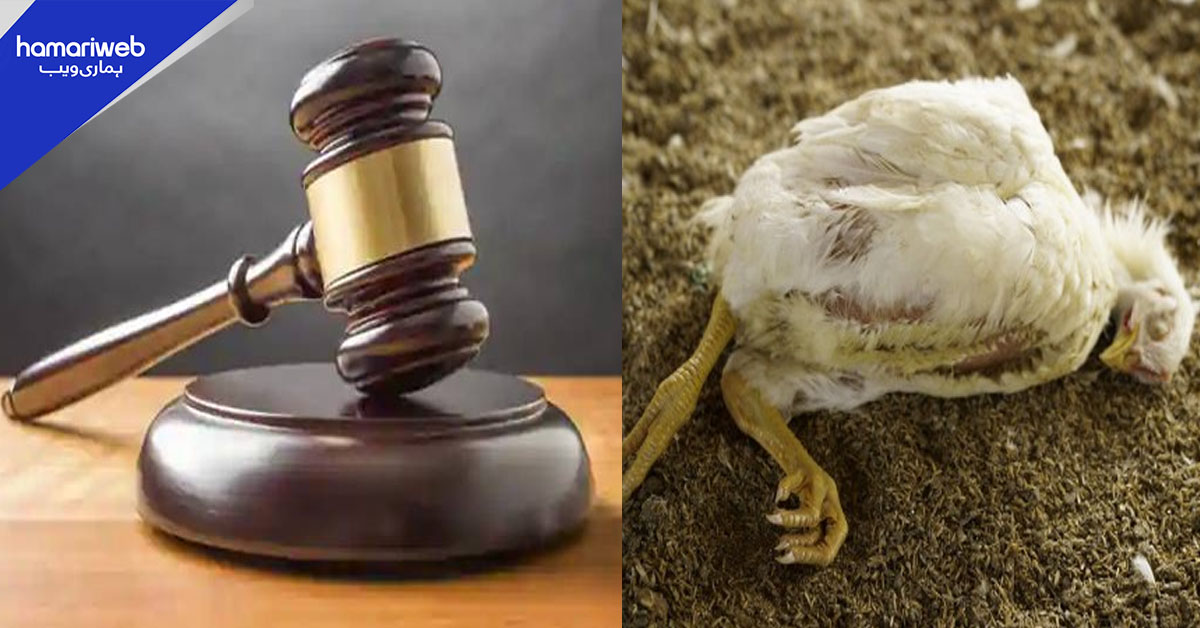 بہاولنگر میں شہریوں کو مردہ مرغیاں کھلانے والے کو عدالت سے سزا