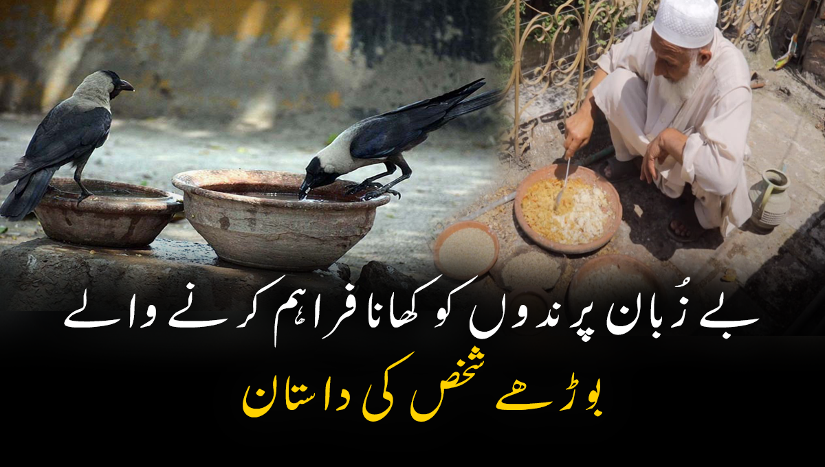 میرے پاس اتنے وسائل موجود نہیں تھے، مجبوراً قرضہ لیا۔۔۔۔ بے زُبان پرندوں کے کھانے کے لیے قرض لینے والے بوڑھے شخص کی داستان 