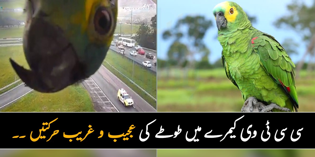 سی سی ٹی وی کیمرے میں طوطے کی عجیب و غریب حرکتیں ۔۔ ٹریفک پولیس بھی سر پکڑ کر بیٹھ گئی
