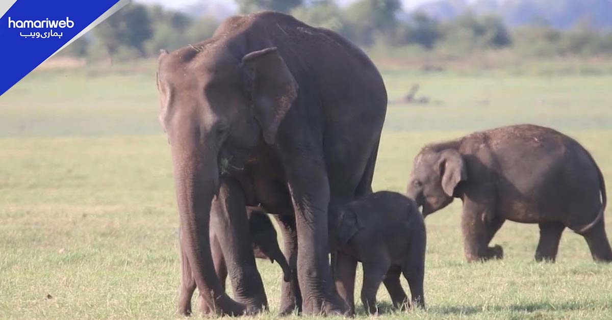 بھارت میں ٹرین اور ہاتھیوں کے جھنڈ میں تصادم، 8 ہاتھی ہلاک