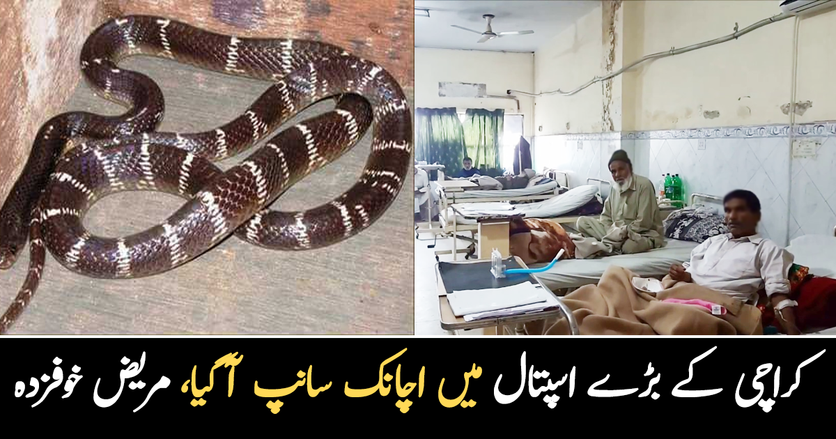 جناح اسپتال کے اندر اچانک سانپ نکل آیا ۔۔ مریضوں نے خوفزدہ ہو کر کیا کیا؟