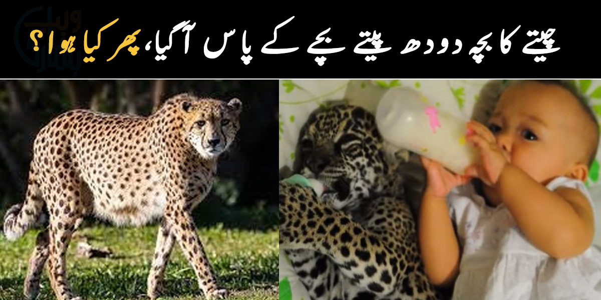 چیتے کا بچہ اچانک نومولود کے پاس آیا اور ۔۔ دودھ پیتے بچے کے ساتھ چیتے نے کیا کیا؟ دیکھیں ویڈیو