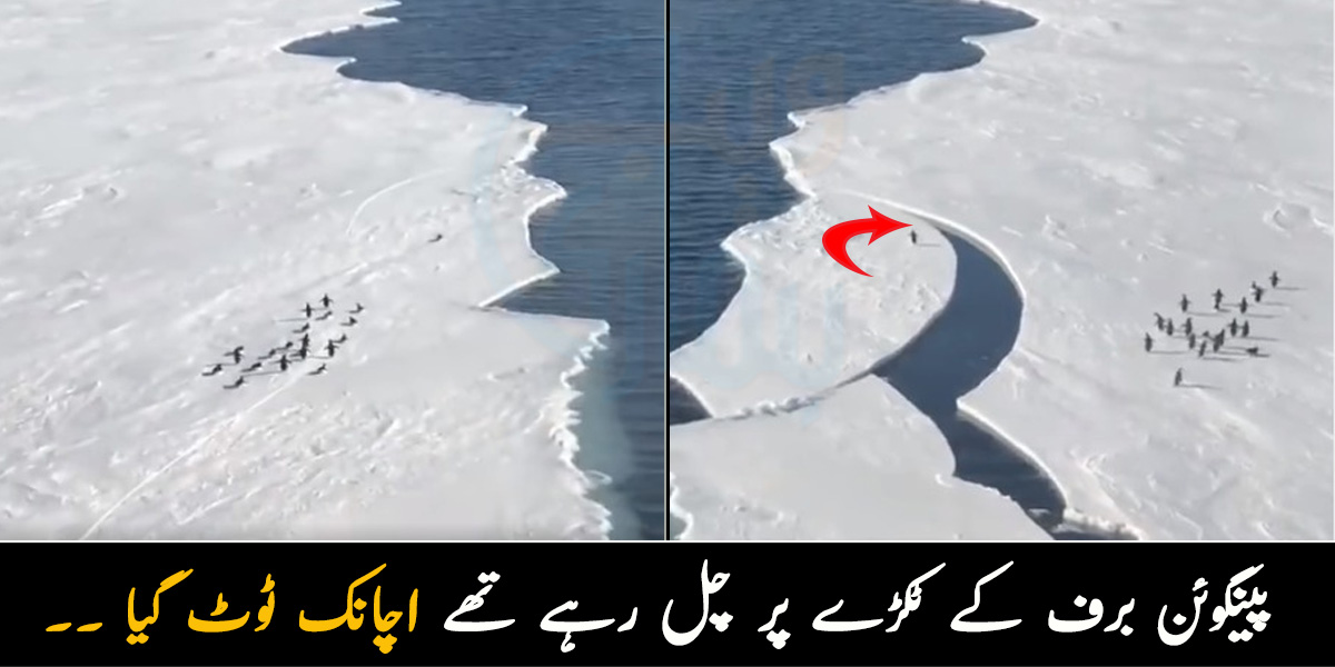 برف سے ڈھکے سمندر پر چل رہے تھے، اچانک برف کا ٹکڑا الگ ہوگیا ۔۔ پینگوئن نے کیسے اپنی جان بچائی؟