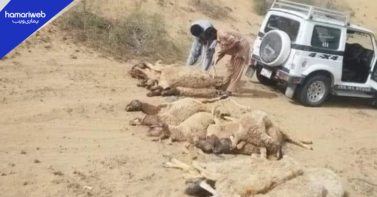 چولستان میں افسوسناک واقعہ، زیادہ گندم کھانے سے 113 بھیڑیں ہلاک