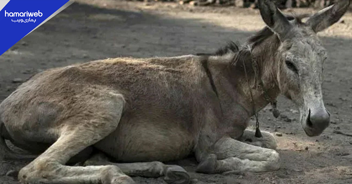 سرگودھا پولیس گدھے کو اینٹ مار کر آنکھ ضائع کرنے والے ملزم کی تلاش میں سرگرداں