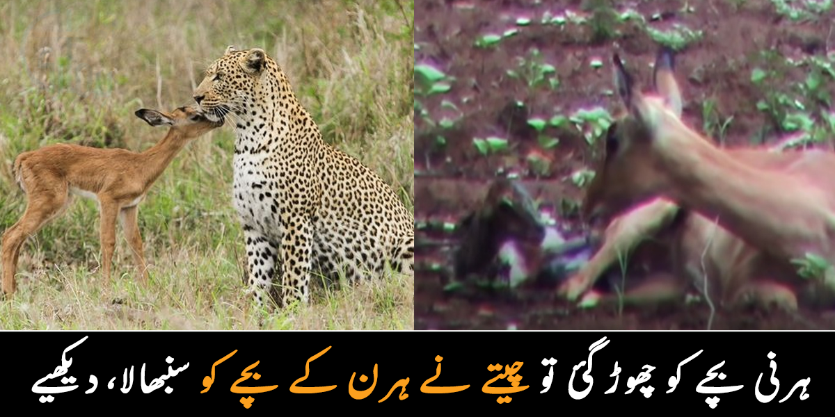 ہرنی کا بچہ پیدا ہوا مگر ماں بھاگ گئی ۔۔ چیتے نے ہرن کے بچے کو ماں بن کر کیوں پالا؟ دیکھیے