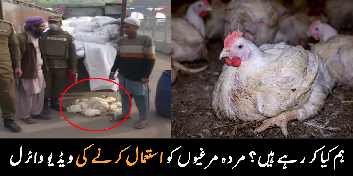 گدھے کے گوشت کے بعد اب مارکیٹ میں مردہ مرغیاں فروخت کی جانے لگیں ۔۔ اپنے آپ کو مسلمان کہنے والے کس طرح حقوق العباد کے توڑ رہے ہیں، دیکھیے ویڈیو