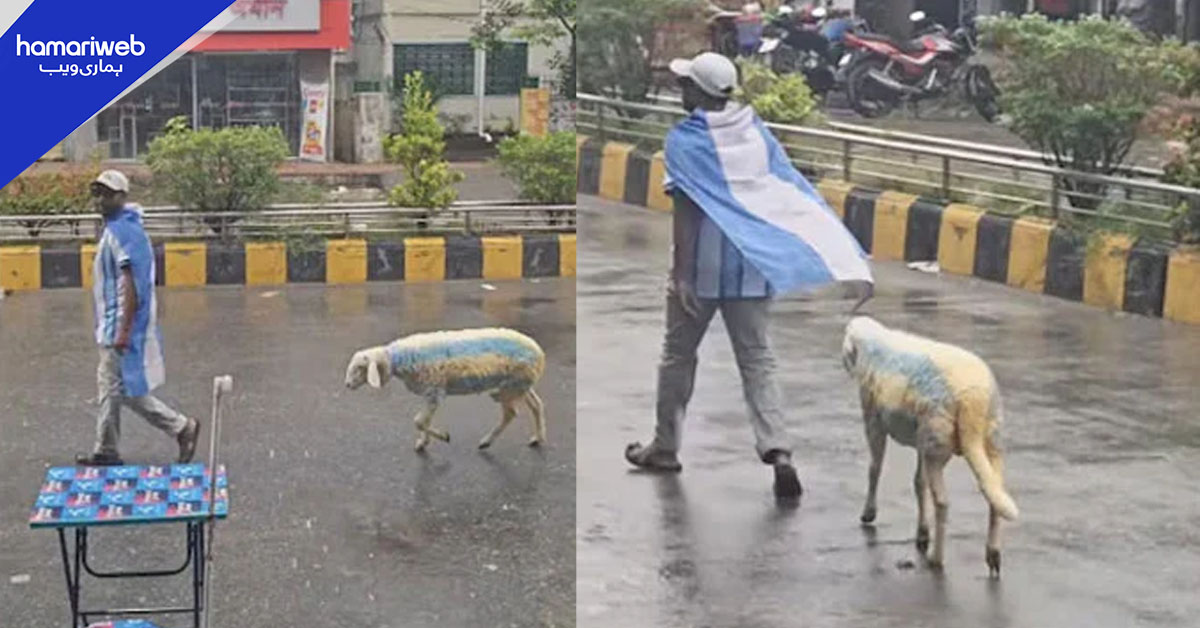 فٹبال کا جنون، ارجنٹائن کے فین  نے  بھیڑ کو نیلا سفید رنگ کر دیا
