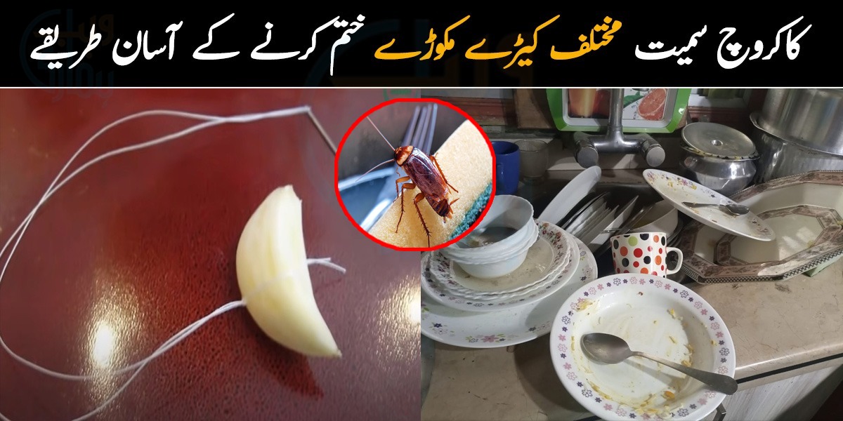 رمضان میں برتن زیادہ ہونے کی وجہ سے یونہی چھوڑ دیتے ہیں جس کی وجہ سے کاکروچ ہوجاتے ہیں۔۔ گھر سے کاکروچ سمیت مختلف کیڑے مکوڑے ختم کرنے کے آسان طریقے