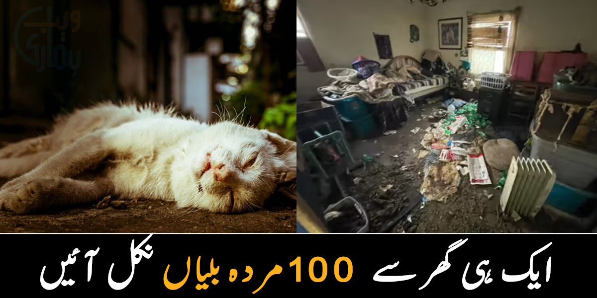  دروازہ کھولا تو بلیاں ایک دوسرے کو کھا رہی تھیں  ۔۔ جب گھر میں لڑکی نے 100 مردہ بلیاں دیکھیں، تو کیا کیا؟ جانیے