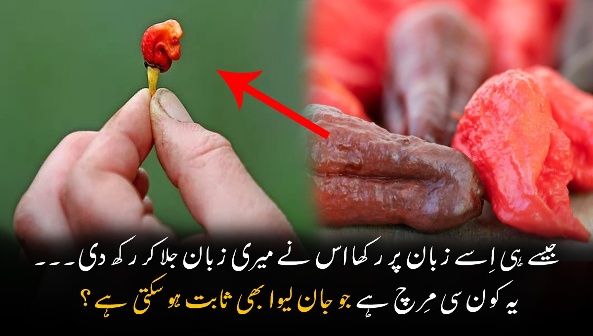 'جیسے ہی اِسے زبان پر رکھا اس نے میری زبان جلا کر رکھ دی'۔۔۔ کیا آپ جانتے ہیں کہ دنیا میں کون سی ایسی مِرچ موجود ہے جو جان لیوا بھی ثابت ہو سکتی ہے؟