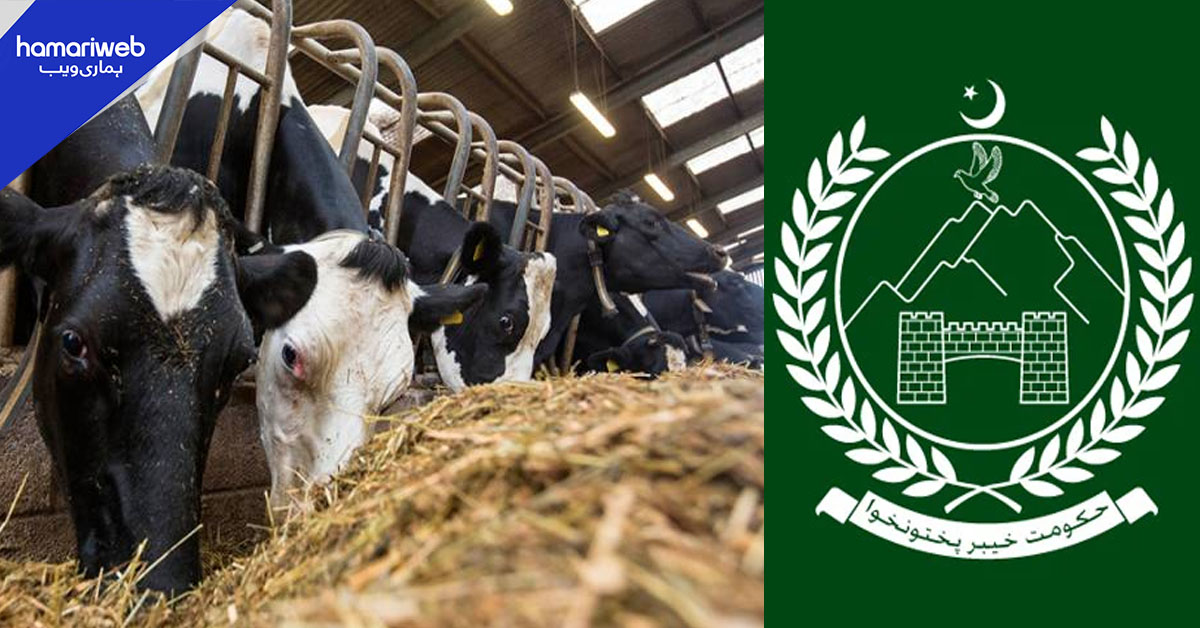 خیبر پختونخوا: محکمہ لائیو اسٹاک میں کرپشن اسکینڈل سامنے آگیا