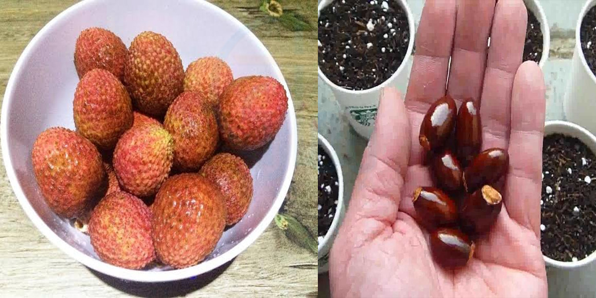 یہ کھاتے ہوئے اس کا بیج منہ میں نہ رکھیں ورنہ .. جانیں لیچی کے پھل اور بیج کے کچھ ایسے فائدے اور  زہریلے نقصانات جو آپ کو بڑی مشکل سے بچا سکتے ہیں