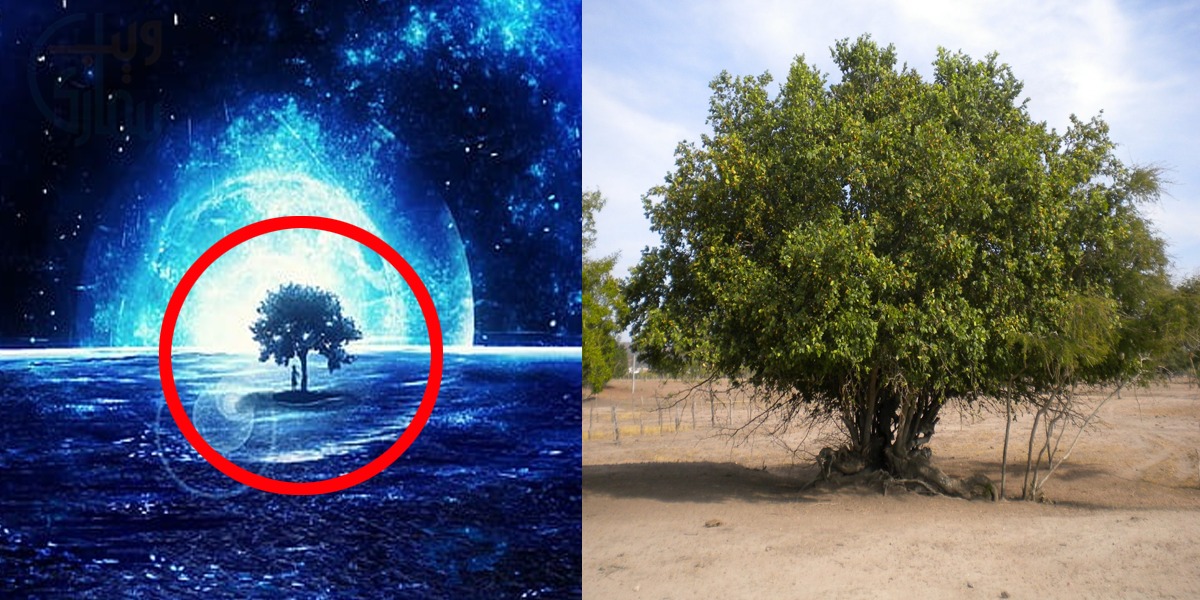 ساتویں آسمان پر موجود بیری کا درخت دراصل کیا ہے؟ کائنات کا وہ خوفناک حصہ، جس کے بارے میں آپ بھی جاننا چاہیں گے