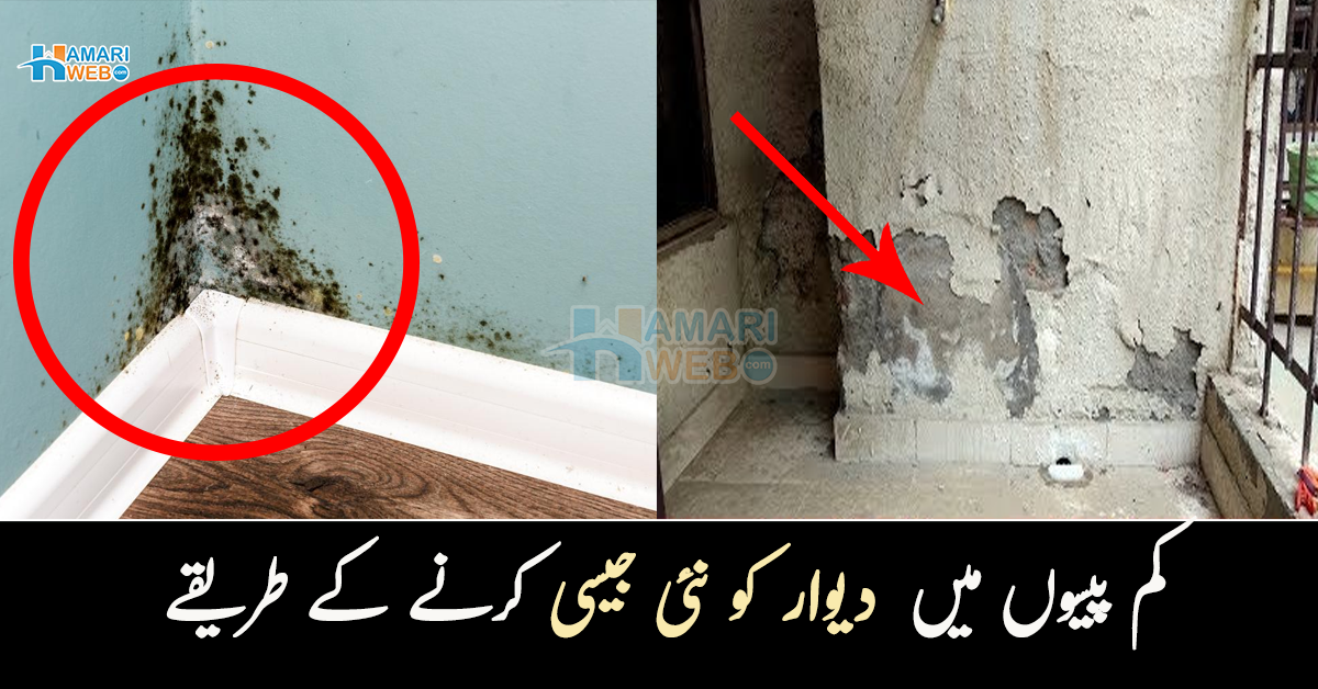 کیا دیوار میں سیلن اور فگس لگ گئی ہے؟ جانیں عید سے پہلے کم پیسوں میں  دیوار کو نئی جیسی کرنے کے طریقے 