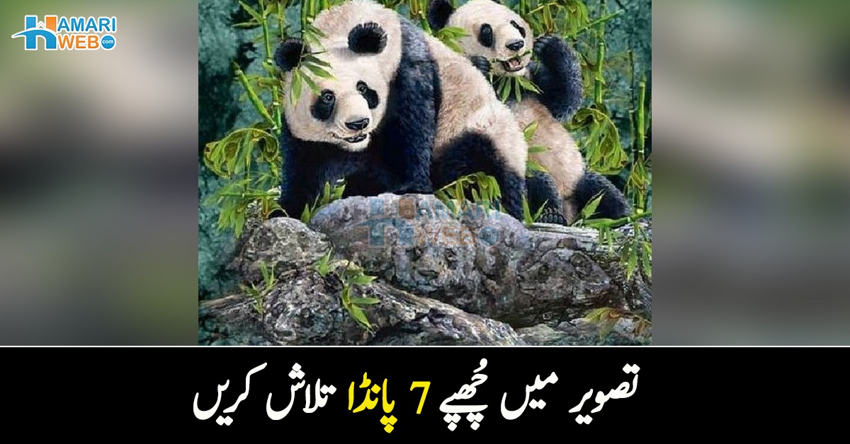 کیا آپ تصویر میں چُھپے 7 پانڈا تلاش کر سکتے ہیں ؟ آئیے دیکھتے ہیں آپ 5 سیکنڈ میں کتنے پانڈا ڈھونڈ کر اپنے ذہین ہونے کا ثبوت دیتے ہیں