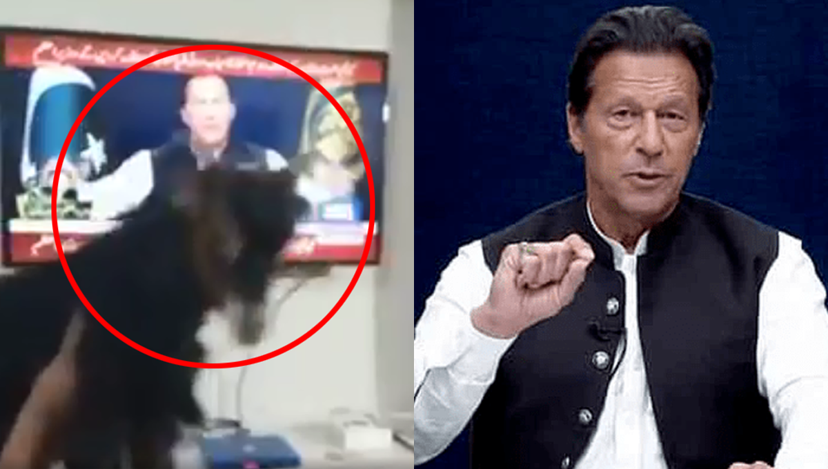 عمران خان کے خطاب کے دوران بکرے کا صدقہ۔ وزیراعظم کی تقریر سن کر ایک شخص کے بکرے کا صدقہ کرنے کی ویڈیو وائرل