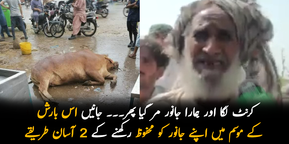 کرنٹ لگا اور ہمارا جانور مر گیا پھر۔۔۔ جانیں اس بارش کے موسم میں اپنے جانور کو محفوظ بنانے کے 2 آسان طریقے