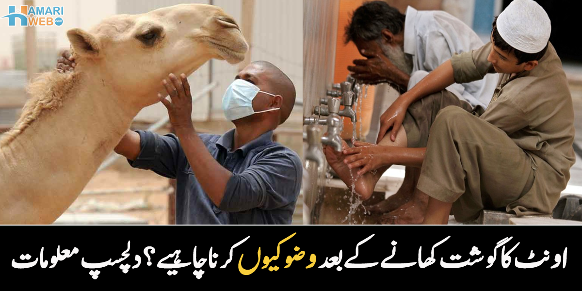 اونٹ کا گوشت کھانے کے بعد وضو کیوں کرنا چاہیے؟ صحرا کے جہاز کے بارے میں وہ معلومات جو بہت کم لوگ جانتے ہیں