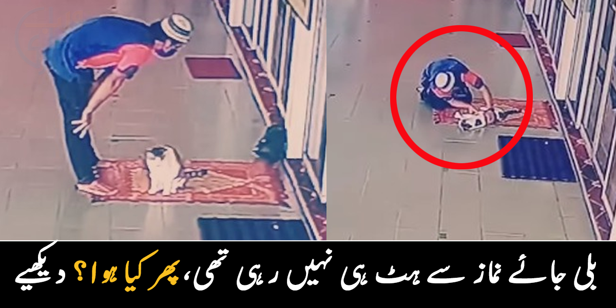 بلی جائے نماز ہٹانے نہیں دے رہی تھی ۔۔ بلی اچانک نمازی کے سامنے آ گئی، پھر ایسا کیا ہوا جو نمازی نے بلی کو گلے لگا لیا؟ دیکھیے