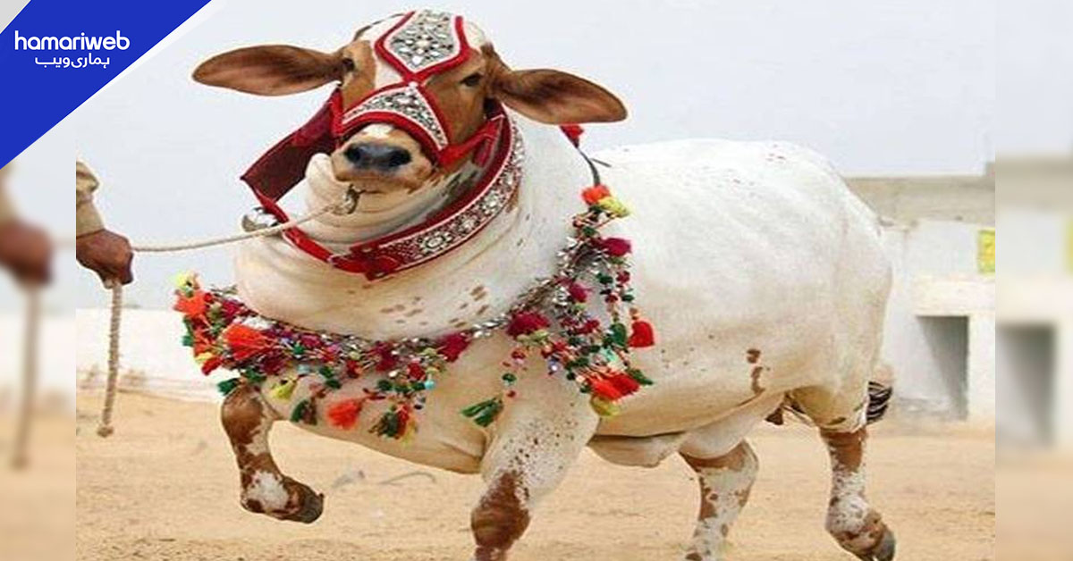 مری میں قربانی کا بیل کھائی میں گر کر زخمی، موقع پر ذبح