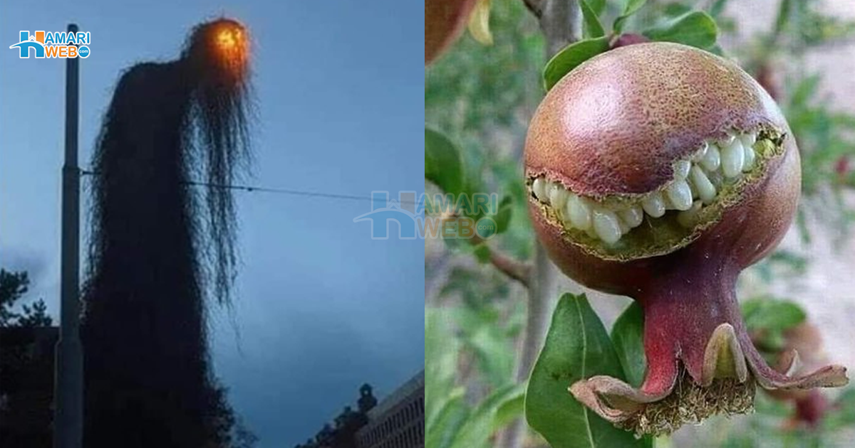 خوفناک مسکراہٹ والا انار۔۔4  ایسی عجیب وغریب وائرل تصاویر جو آپ کو بیوقوف بنانے کے لیے کافی ہیں