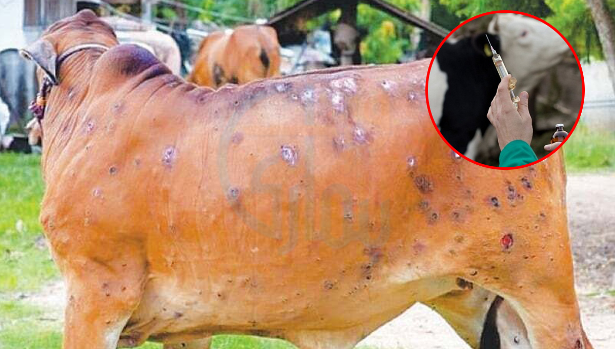 جانوروں میں بیماری بڑھنے لگی ۔۔ لمپی اسکن کی بیماری نے کئی جانوروں کی جان لے لی، خاتمے کے لیے ویکسین کی کتنی خوراکیں کراچی آچکی ہیں؟