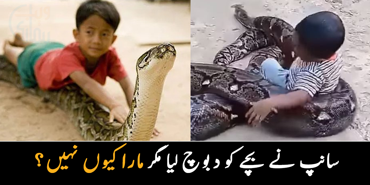 سانپ کی سواری بھی کرتا ہے اور ۔۔ دیکھیے سانپ نے بچے کو دبوچ لیا مگر مارا کیوں نہیں؟