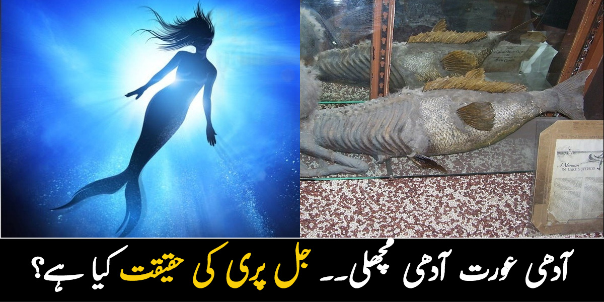 آدھی عورت آدھی مچھلی ۔۔  جل پری کو دیکھ کر لوگ خوفزدہ کیوں ہوگئے ۔۔ اس کی حقیقت کیا ہے؟ دلچسپ معلومات