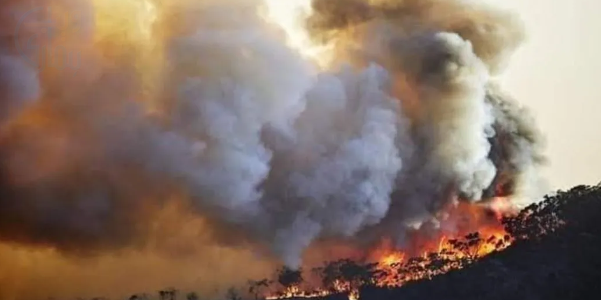 وزیرِ اعظم شہباز شریف کو جنگلات میں آگ پر قابو پانے پر بلوچستان حکومت کی تفصیلی رپورٹ پیش