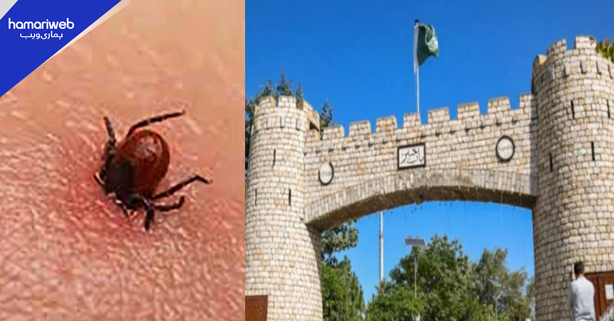 خیبر پختونخوا: کانگو وائرس سے بچاؤ کے لیے ہائی الرٹ جاری