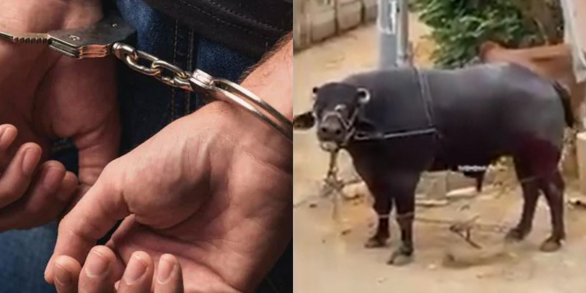 قربانی کے بھینسے پر گولی چلانے والے افراد گرفتار