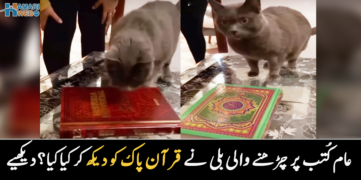 بلی قرآن مجید کے پاس کیوں نہیں آئی؟ انگریزوں کا بلی کے ساتھ کیا گیا ایسا تجربہ، جس کی ویڈیو سوشل میڈیا پر وائرل