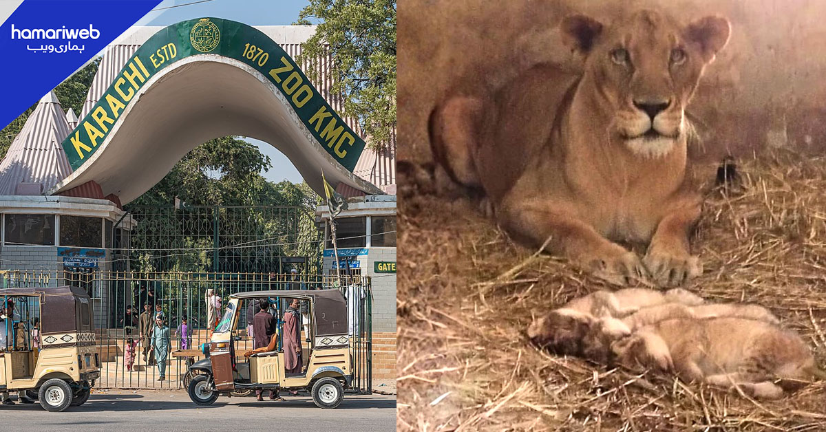 کراچی زو میں ننھے 3 مہمانوں کی آمد۔۔۔۔شیرنی کے بچے سب کی توجہ کا مرکز بن گئے