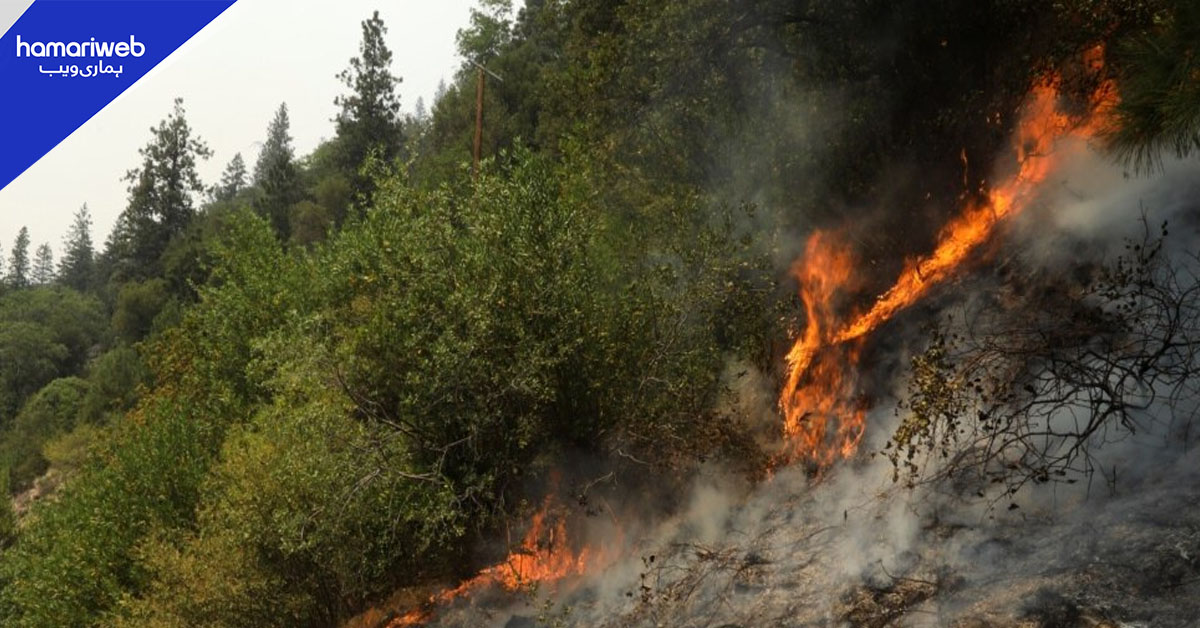 بلوچستان: ضلع شیرانی کے پہاڑی جنگل میں آگ بھڑک اٹھی