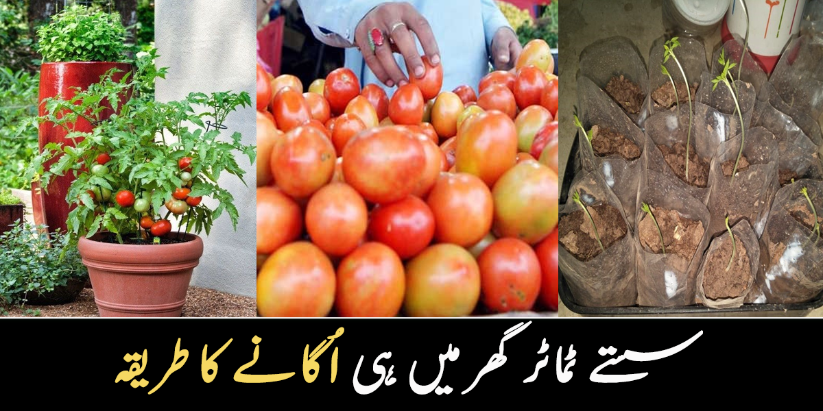 مہنگے ٹماٹر کیوں خریدیں؟ سستے ٹماٹر گھر میں ہی اُگائیں جو کریں اس مہنگائی میں بڑی مشکل آسان