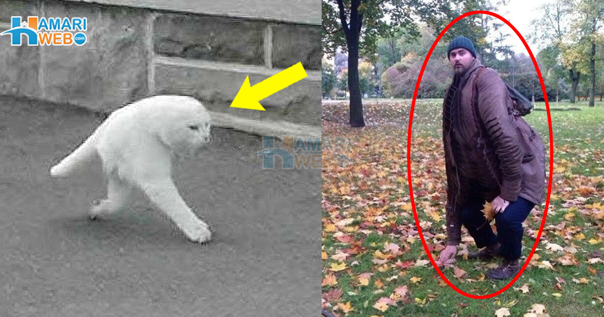 2 پاؤں والی بلی کہاں دیکھی گئی؟ ایسے تصویری مناظر جنہیں آج سے پہلے کبھی نہیں دیکھا گیا، ان کی حقیقت کیا ہے؟