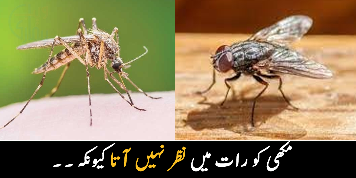 مکھی کو رات میں دکھائی نہیں دیتا ہے کیونکہ ۔۔ مکھی رات میں اور مچھر دن میں کیوں نہیں نکلتے؟ جانیے دلچسپ معلومات