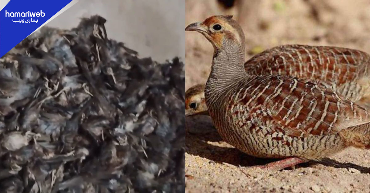 سکھر اور تھرپارکر میں غیرقانونی شکار، متعدد ملزمان گرفتار