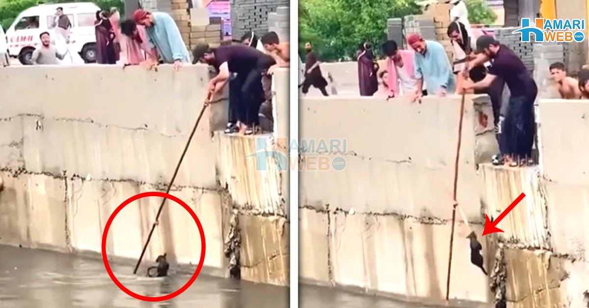 نالے میں گری بلی کو شہریوں نے کیسے بچایا؟ انسان دوستی کی مثالی ویڈیو سوشل میڈیا پر وائرل