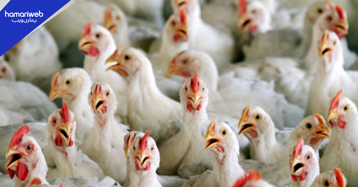 جاپان میں برڈ فلو کی تصدیق، کیوٹو میں نواں کیس رپورٹ ہوگیا