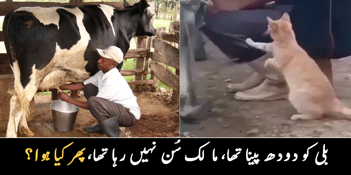 روزانہ آ کر بیٹھ جاتی ہے اور ہلتی نہیں ۔۔ دیکھیے گائے کا دودھ نکالتے وقت بلی دودھ پینے کے لیے کیا کرتی ہے؟