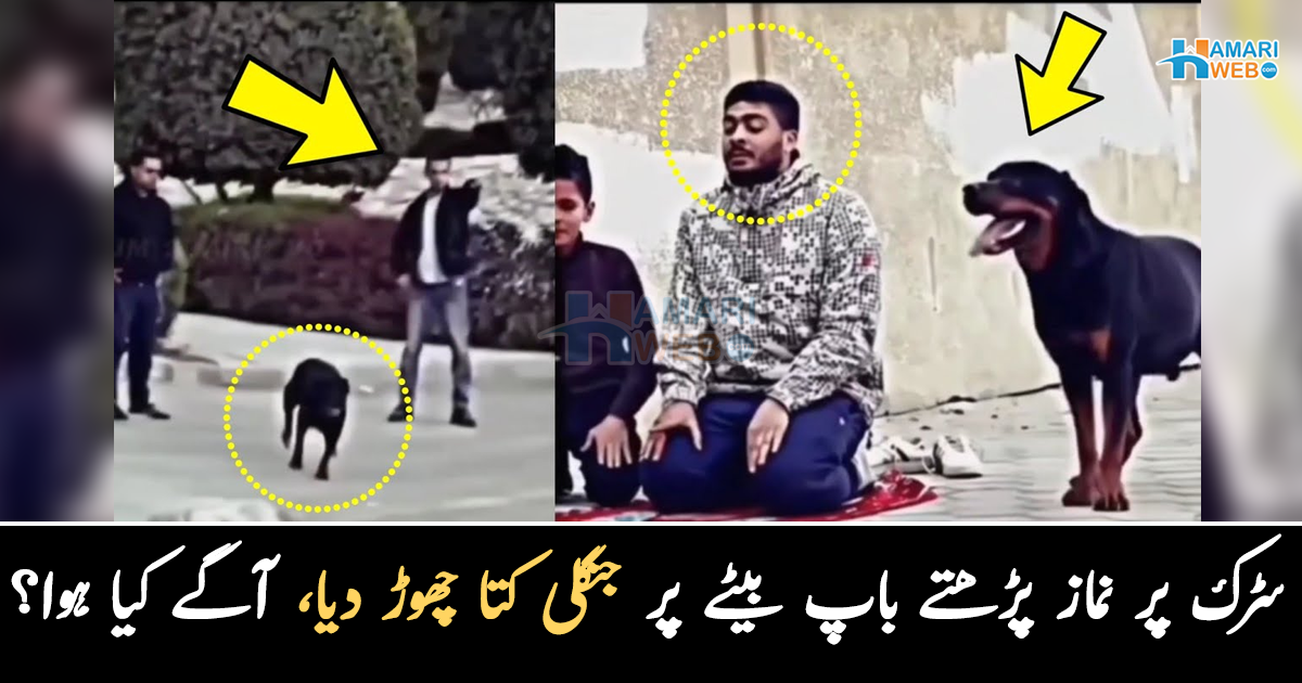 کتا نمازیوں کے سامنے آگیا اور پھر ۔۔ ایک شخص نے سڑک پر نماز پڑھتے باپ بیٹے پر جنگلی کتا چھوڑ دیا، ویڈیو مناظر نے سب کو خوفزدہ کر دیا