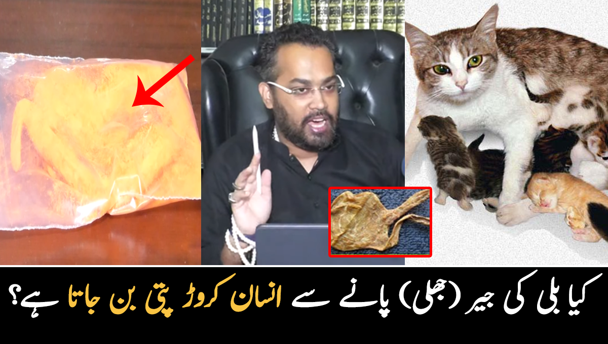 بلی کی جیر ہاتھ آجائے تو دولت آپ پر عاشق ہوجاتی ہے ۔۔ کیا واقعی بلی کی جیر (جھلی) پانے سے کیا انسان کروڑ پتی بن جاتا ہے اور یہ کتنی قیمتی ہوتی ہے؟ 